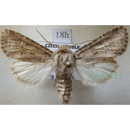 Luperina testacea (Denis & Schiffermüller, 1775) Paciepnica skorupianka Czech18h